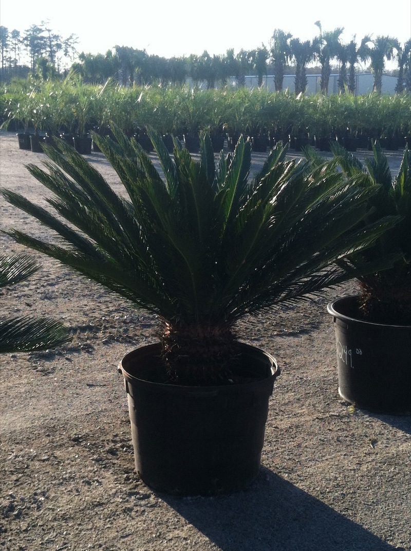 Garners Ferry Landscape Supply Mulch Columbia SC, Palm Trees Columbia